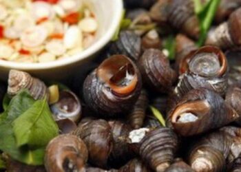 Ốc vặn có phần đuôi ở bên trong màu vàng, vỏ ốc cứng màu đen