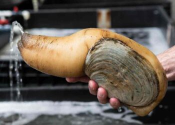 Ốc vòi voi có giá trị kinh tế cao và có giá trị đặc biệt về dinh dưỡng