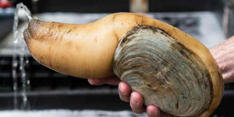 Ốc vòi voi có giá trị kinh tế cao và có giá trị đặc biệt về dinh dưỡng