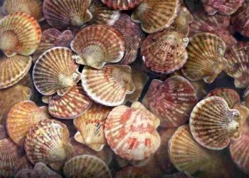 Sò điệp có hình dáng giống như một chiếc quạt