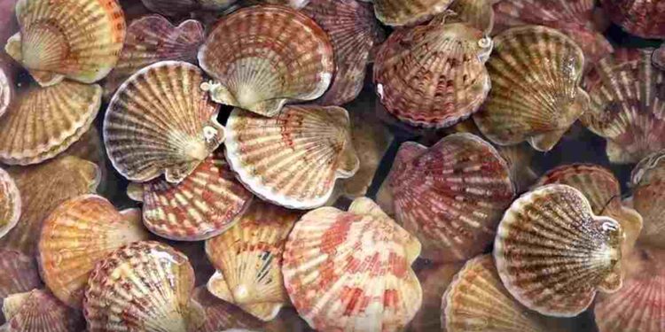 Sò điệp có hình dáng giống như một chiếc quạt