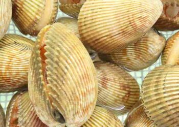 Loài sò này thường sống theo tập tính ấn thân ở dưới các lớp cát