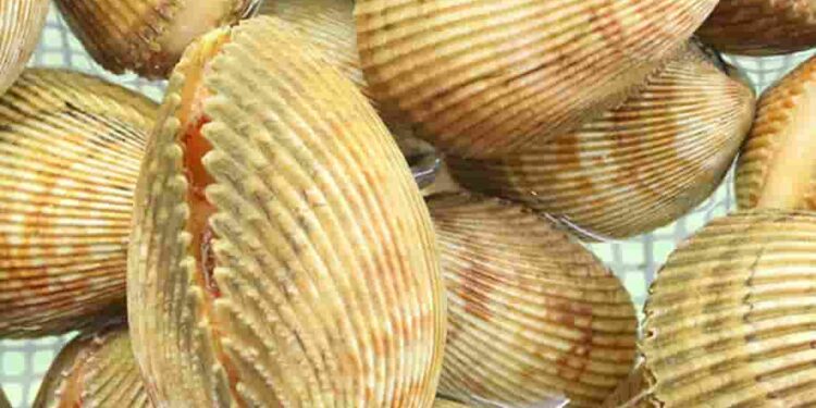 Loài sò này thường sống theo tập tính ấn thân ở dưới các lớp cát