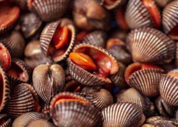 Sò huyết có thịt màu đỏ hồng trông rất giống như máu