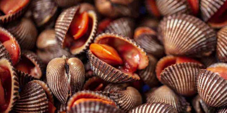 Sò huyết có thịt màu đỏ hồng trông rất giống như máu
