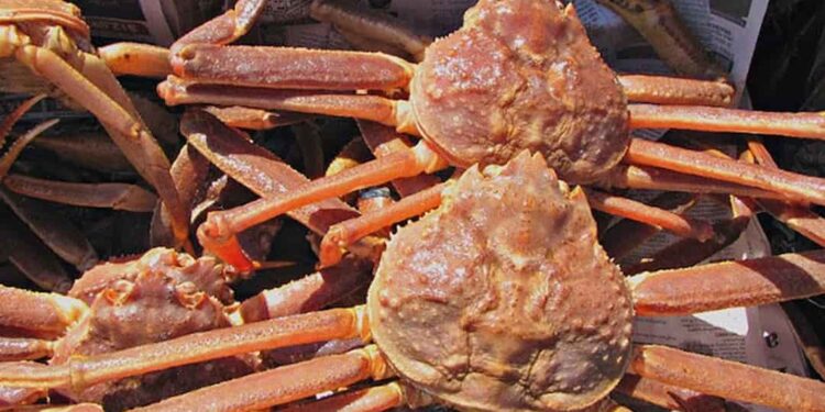 Các loại cua biển ăn được hiện nay