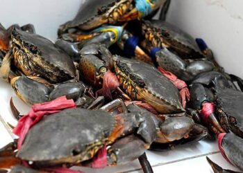 Cách chọn cua biển ngon