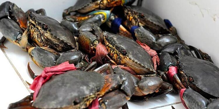 Cách chọn cua biển ngon