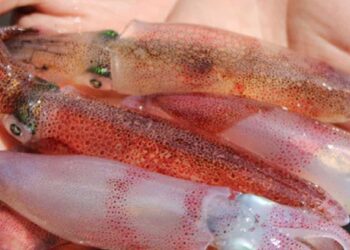 Cách chọn mực ngon mẹo hay cho bạn