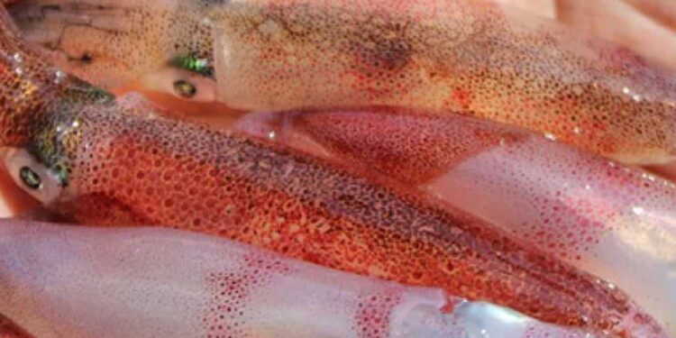 Cách chọn mực ngon mẹo hay cho bạn