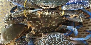 Con ghẹ biển là gì? Có những loại nào? Cách chế biến ngon