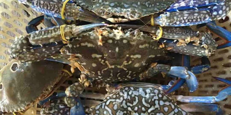 Con ghẹ biển là gì? Có những loại nào? Cách chế biến ngon