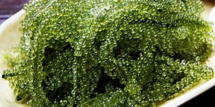 Cách ăn rong nho tươi