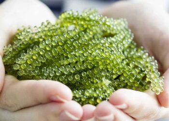 Cách chọn rong nho ngon