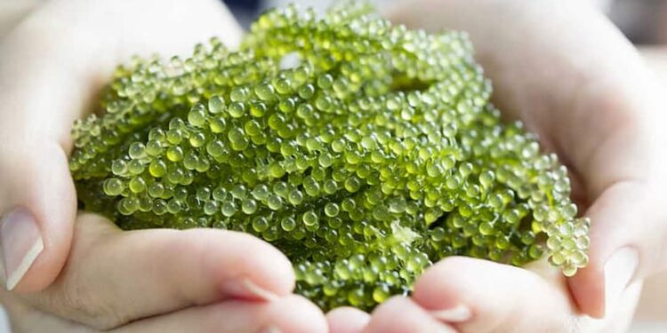 Cách chọn rong nho ngon