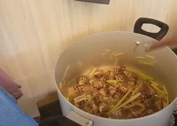 Cách luộc ốc biển ngon