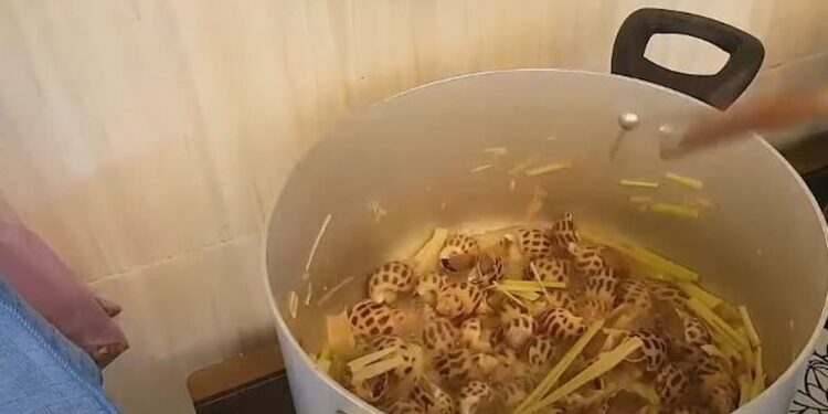 Cách luộc ốc biển ngon