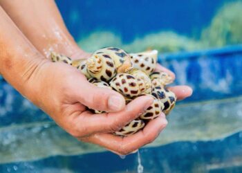 Địa chỉ mua ốc biển Hà Nội