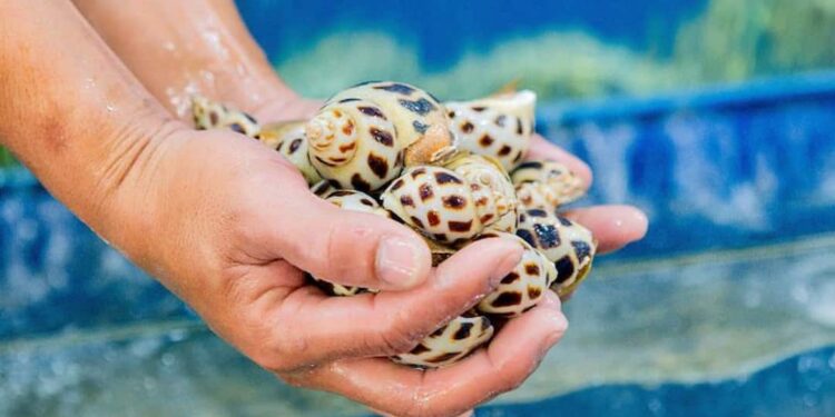 Địa chỉ mua ốc biển Hà Nội