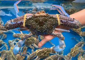 Con ghẹ có nuôi được không?