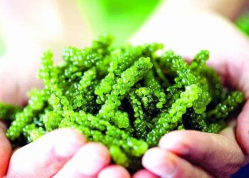 Cách sử dụng rong nho giảm cân