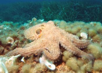 Tác dụng của bạch tuộc đối với sức khỏe