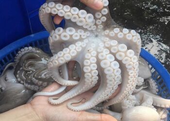 Nên chọn các loại bạch tuộc tươi sống hay bạch tuộc đông lạnh?