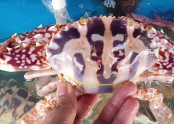 Đừng bao giờ ăn cua ghẹ lạ - Con ghẹ có độc không?