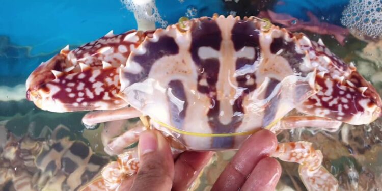 Đừng bao giờ ăn cua ghẹ lạ - Con ghẹ có độc không?