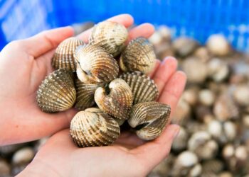 Bảo quản sò huyết ở nhiệt độ phòng