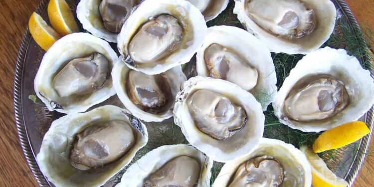 Có bao nhiêu loại hàu trên thị trường hiện nay