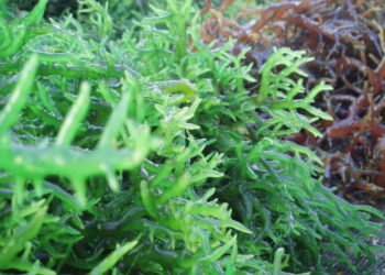 Rong biển là gì?