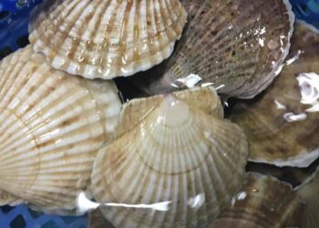 Giá trị dinh dưỡng của sò là tăng cường hệ miễn dịch