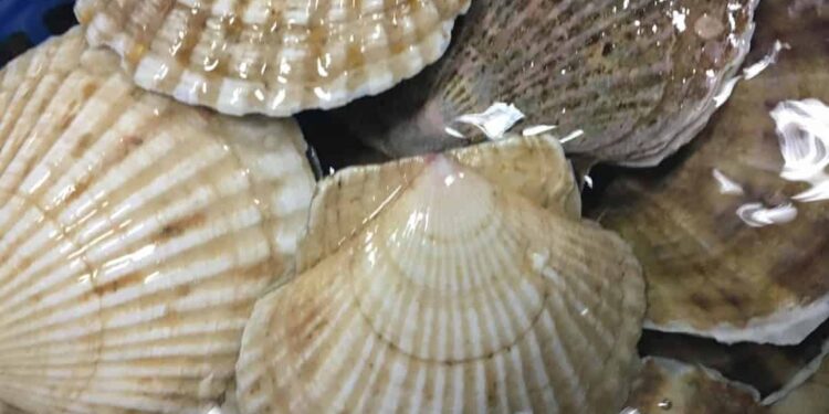 Giá trị dinh dưỡng của sò là tăng cường hệ miễn dịch