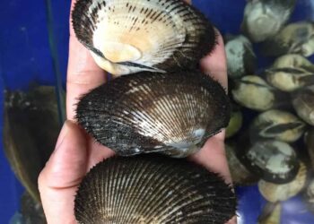 Giới thiệu thông tin về sò lông