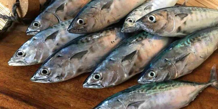 Phân loại Cá thu ngừ