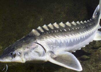 Đặc điểm của cá tầm Sterlet