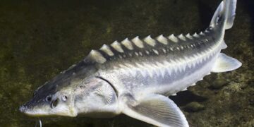 Đặc điểm của cá tầm Sterlet