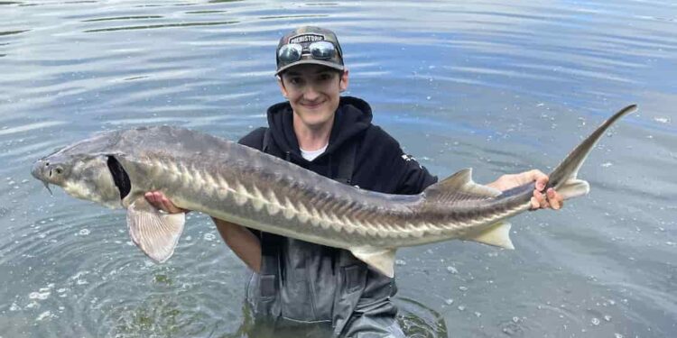 tiềm năng phát triển cá tầm tại VN