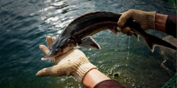 Những nơi cá tầm Nga sinh sống