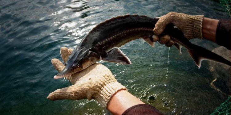 Những nơi cá tầm Nga sinh sống