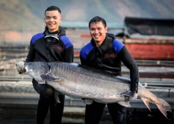 Cá tầm Beluga – Tượng đài của ngành thủy sản nước lạnh
