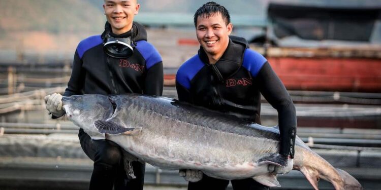 Cá tầm Beluga – Tượng đài của ngành thủy sản nước lạnh