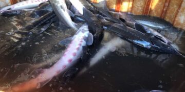 Giá trị dinh dưỡng từ trứng cá tầm