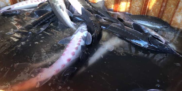 Giá trị dinh dưỡng từ trứng cá tầm