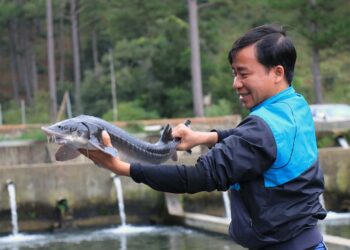 Đặc điểm sinh học của cá tầm