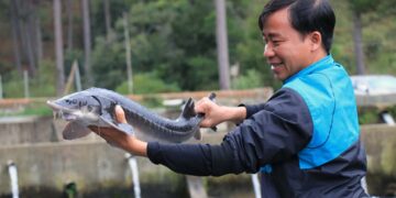 Đặc điểm sinh học của cá tầm