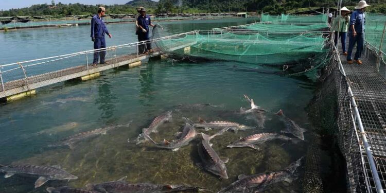 Cá tầm có mấy loại?