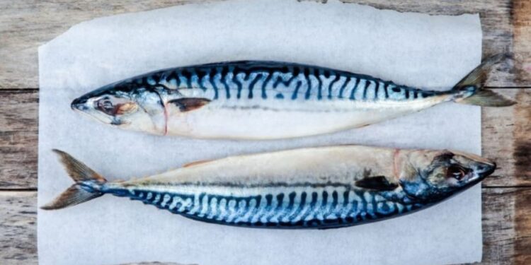 Cá thu ảo là gì?