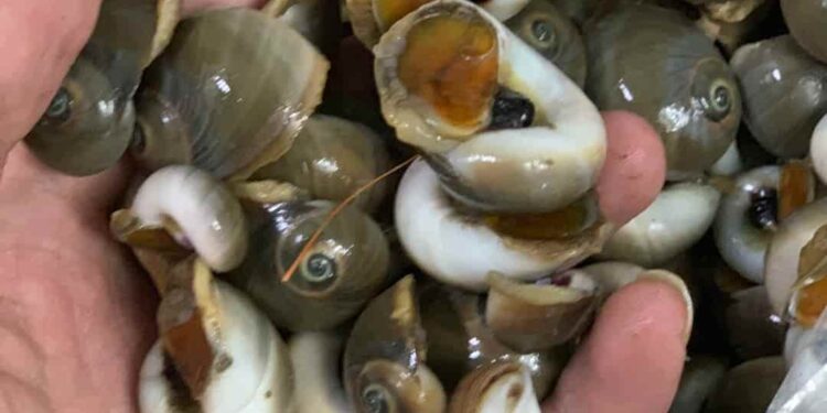 Tiến hành chế biến ốc mỡ xào bơ tỏi